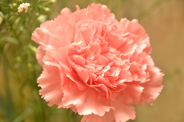 Nahaufnahme einer rosa Blume vor verschwommenem Hintergrund