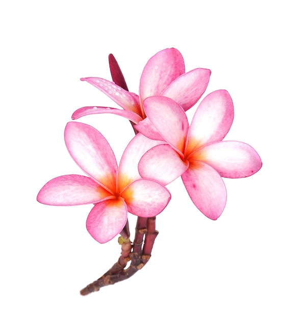 Nahaufnahme einer rosa Blume vor weißem Hintergrund