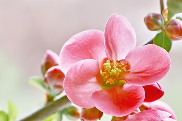 Foto nahaufnahme einer rosa blume