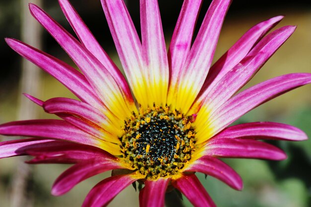 Foto nahaufnahme einer rosa blume