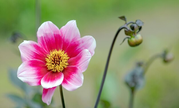 Nahaufnahme einer rosa Blume