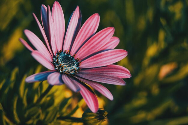 Foto nahaufnahme einer rosa blume