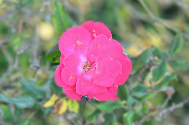 Foto nahaufnahme einer rosa blume