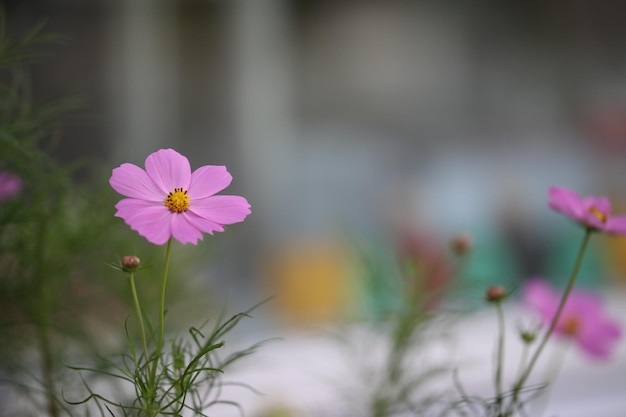 Nahaufnahme einer rosa Blume