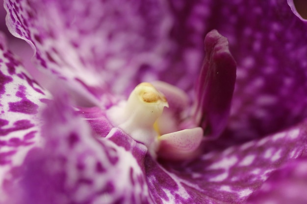 Nahaufnahme einer rosa Blume