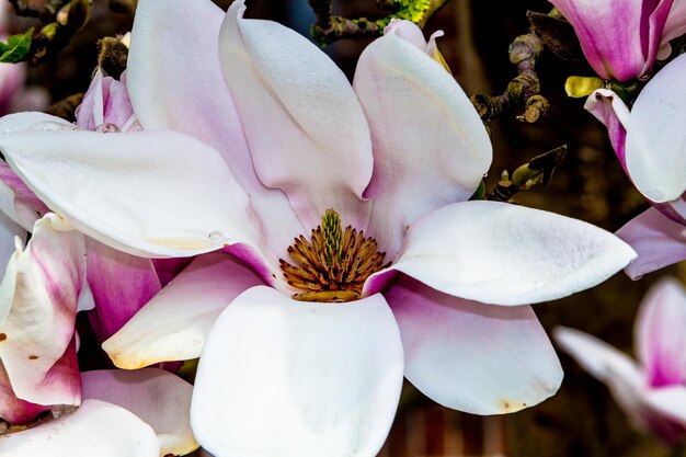 Foto nahaufnahme einer rosa blume