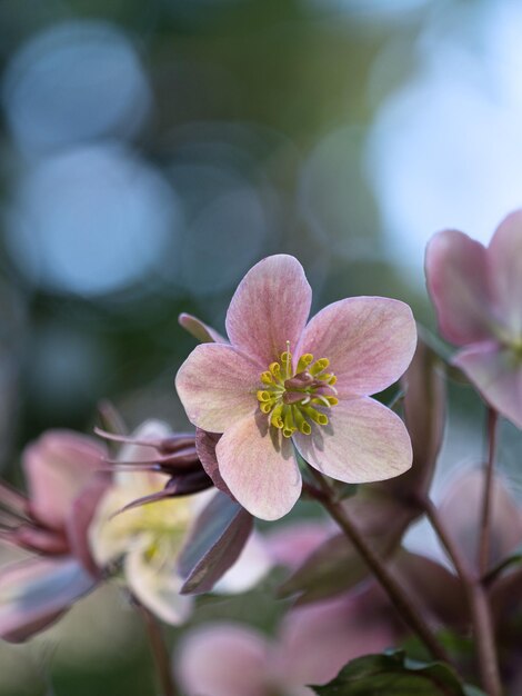 Foto nahaufnahme einer rosa blume