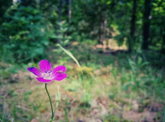 Foto nahaufnahme einer rosa blume