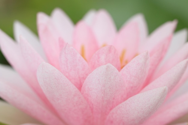 Foto nahaufnahme einer rosa blume