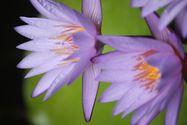 Foto nahaufnahme einer rosa blume