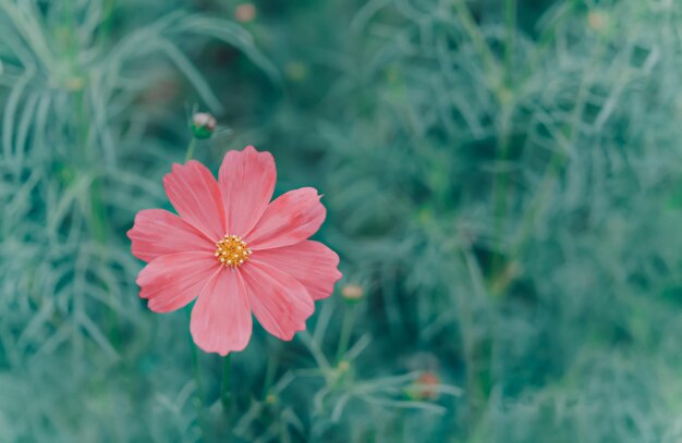 Nahaufnahme einer rosa Blume