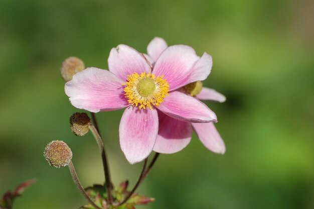 Foto nahaufnahme einer rosa blume