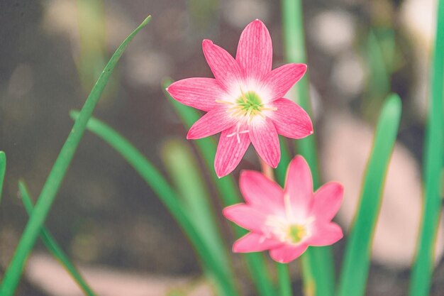 Foto nahaufnahme einer rosa blume