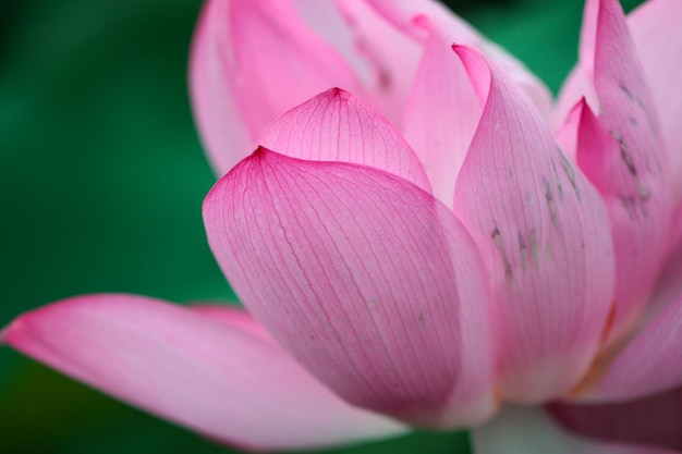 Nahaufnahme einer rosa Blume