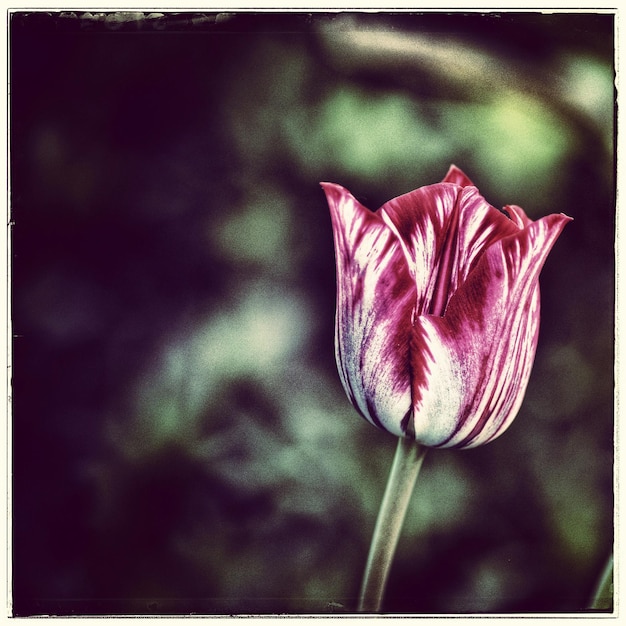 Foto nahaufnahme einer rosa blume