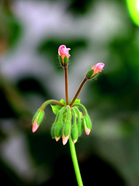 Nahaufnahme einer rosa Blume