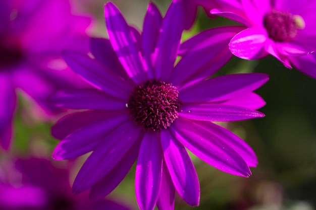 Nahaufnahme einer rosa Blume