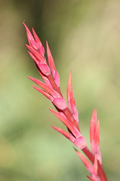 Foto nahaufnahme einer rosa blume