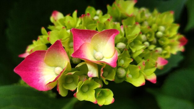 Foto nahaufnahme einer rosa blume