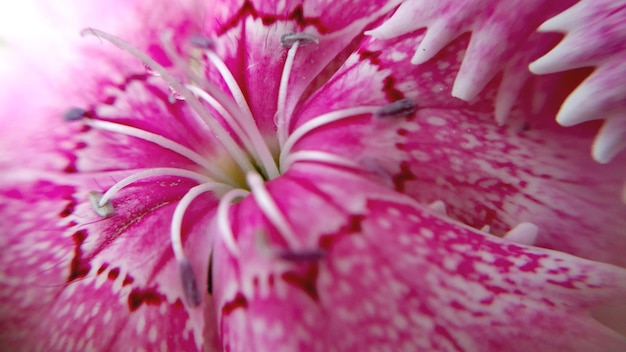 Foto nahaufnahme einer rosa blume