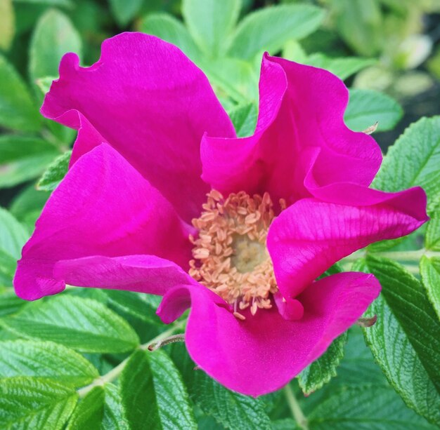 Foto nahaufnahme einer rosa blume