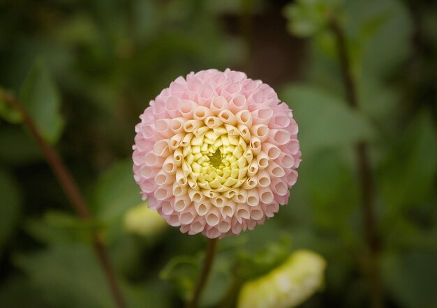 Foto nahaufnahme einer rosa blume