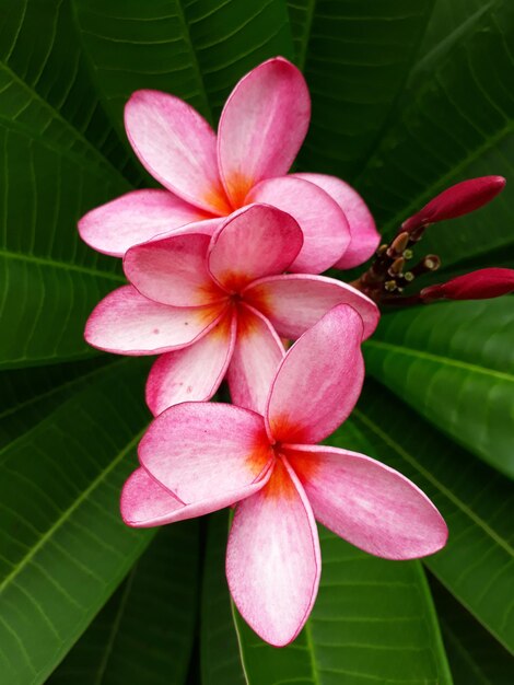 Foto nahaufnahme einer rosa blume