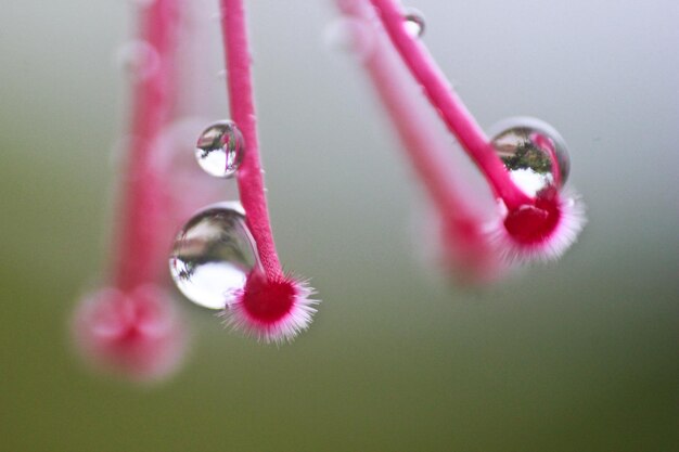 Foto nahaufnahme einer rosa blume