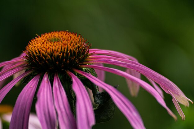 Foto nahaufnahme einer rosa blume