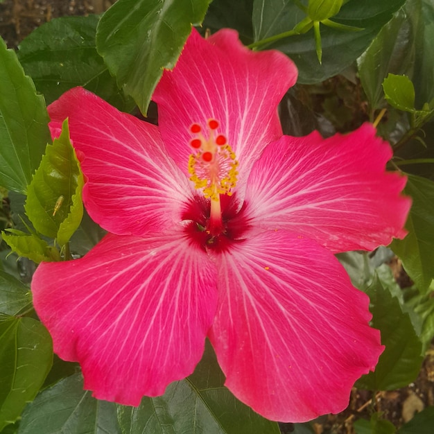 Foto nahaufnahme einer rosa blume