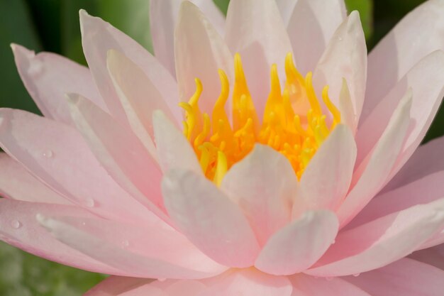 Foto nahaufnahme einer rosa blume