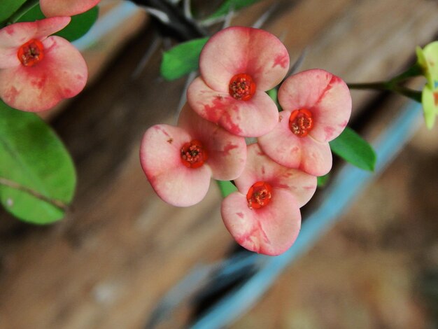 Foto nahaufnahme einer rosa blume