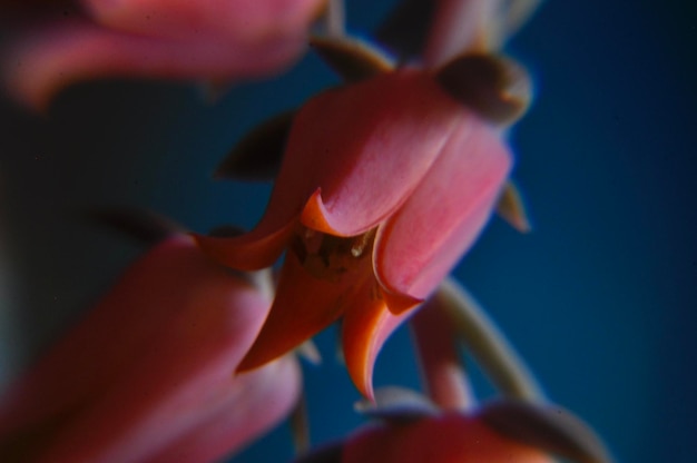 Foto nahaufnahme einer rosa blume