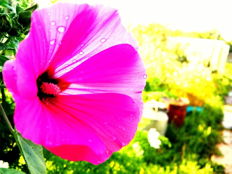 Foto nahaufnahme einer rosa blume