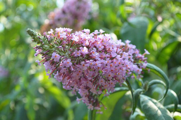 Nahaufnahme einer rosa Blume