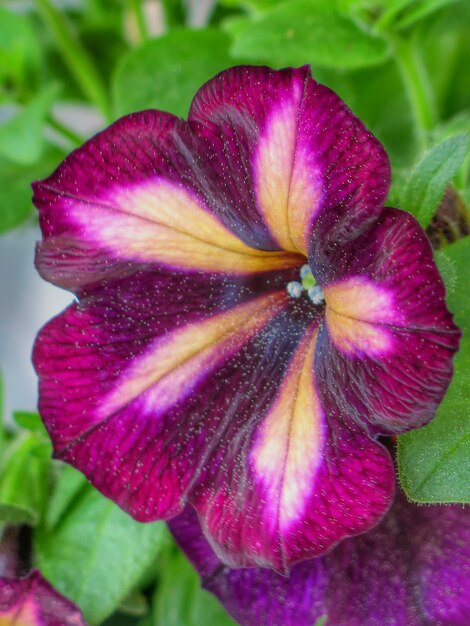 Foto nahaufnahme einer rosa blume