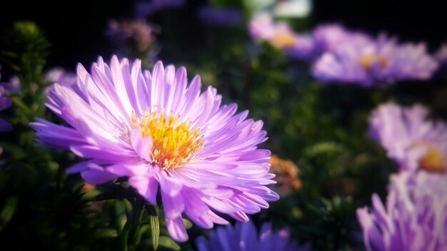 Foto nahaufnahme einer rosa blume