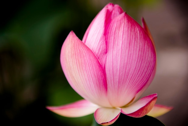 Nahaufnahme einer rosa Blume