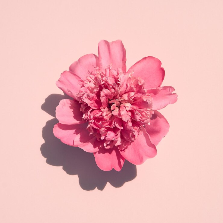 Foto nahaufnahme einer rosa blume