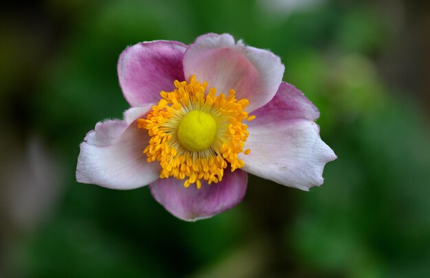 Nahaufnahme einer rosa Blume