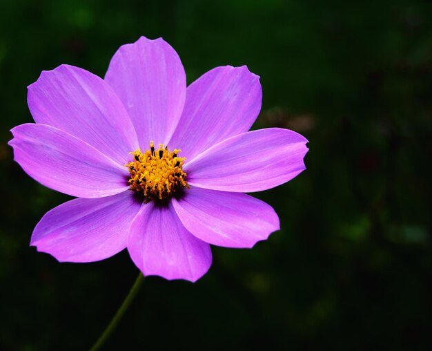 Nahaufnahme einer rosa Gänseblume