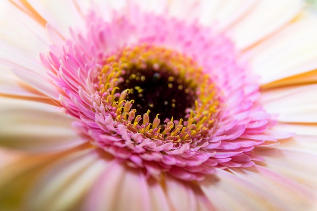 Foto nahaufnahme einer rosa gänseblume