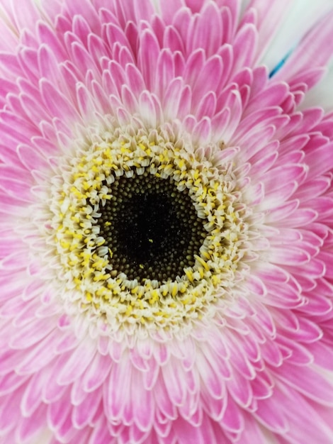 Foto nahaufnahme einer rosa gänseblume