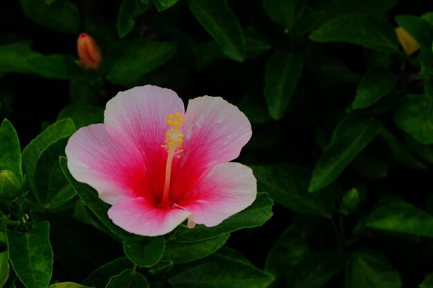 Nahaufnahme einer rosa Hibiskusblume