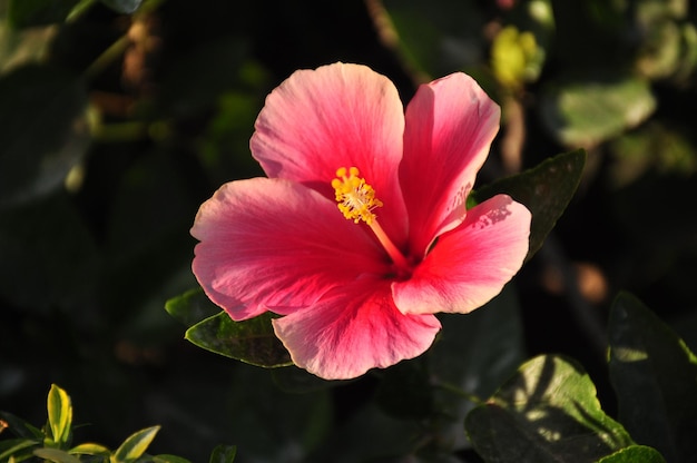 Foto nahaufnahme einer rosa hibiskusblume