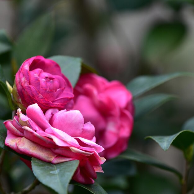 Nahaufnahme einer rosa Kamelie