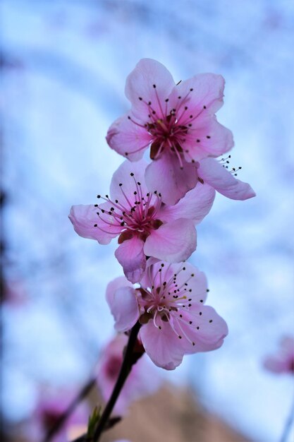 Nahaufnahme einer rosa Kirschblüte