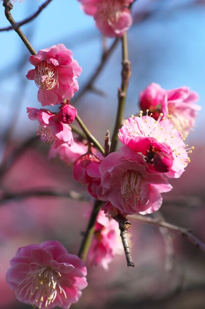 Nahaufnahme einer rosa Kirschblüte