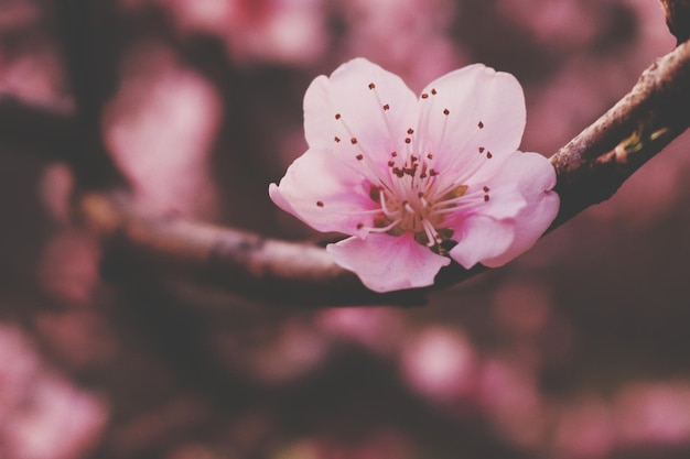 Foto nahaufnahme einer rosa kirschblüte