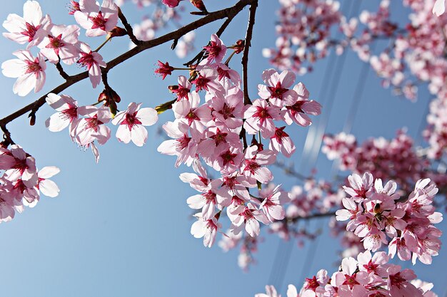 Foto nahaufnahme einer rosa kirschblüte